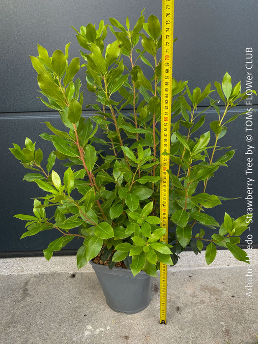 Arbutus Unedo - Strawberry Tree, ever green, hardy, winterhart, organically grown garden plants, scrubs and trees for sale at TOMs FLOWer CLUB.