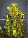 Arbutus Unedo - Strawberry Tree, ever green, hardy, winterhart, organically grown garden plants, scrubs and trees for sale at TOMs FLOWer CLUB.