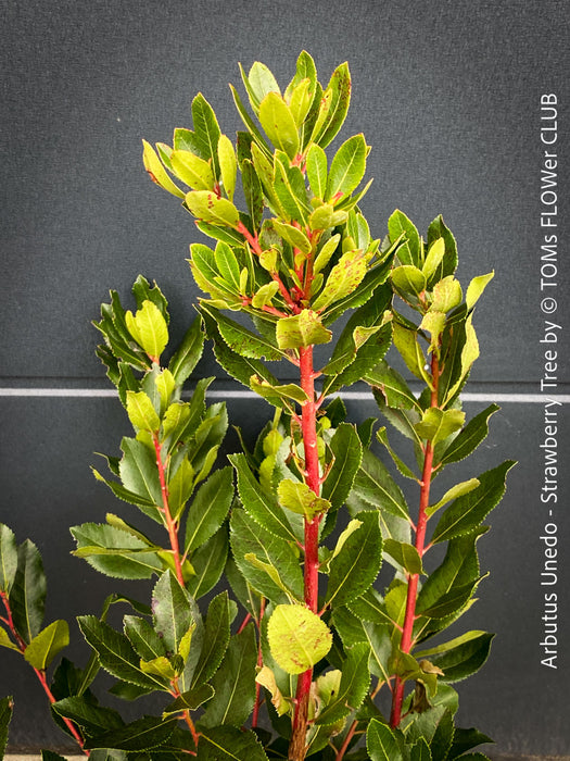 Arbutus Unedo - Strawberry Tree, ever green, hardy, winterhart, organically grown garden plants, scrubs and trees for sale at TOMs FLOWer CLUB.