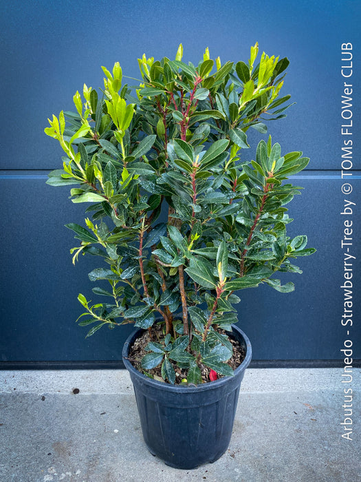 Arbutus Unedo - Strawberry Tree
