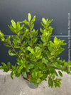Arbutus Unedo - Strawberry Tree, ever green, hardy, winterhart, organically grown garden plants, scrubs and trees for sale at TOMs FLOWer CLUB.