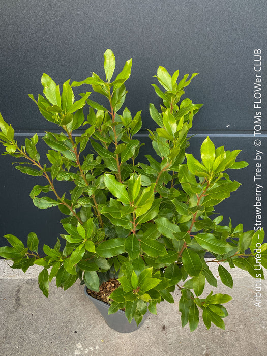 Arbutus Unedo - Strawberry Tree, ever green, hardy, winterhart, organically grown garden plants, scrubs and trees for sale at TOMs FLOWer CLUB.