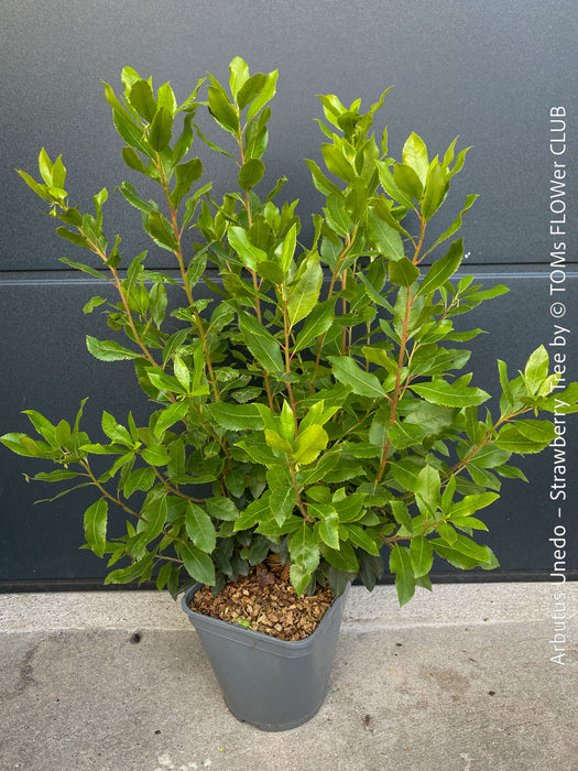 Arbutus Unedo - Strawberry Tree, ever green, hardy, winterhart, organically grown garden plants, scrubs and trees for sale at TOMs FLOWer CLUB.