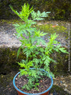 Artemisia annua Sweet Wormwood plant with fine aromatic foliage at TOMs FLOWer CLUB