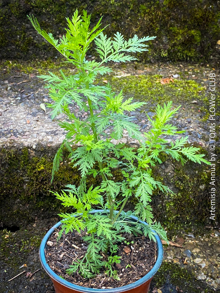 Artemisia annua Sweet Wormwood plant with fine aromatic foliage at TOMs FLOWer CLUB