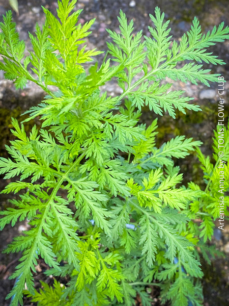 Collector specimen of Artemisia annua grown naturally at TOMs FLOWer CLUB