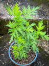 Leaf detail of Artemisia annua grown naturally at TOMs FLOWer CLUB