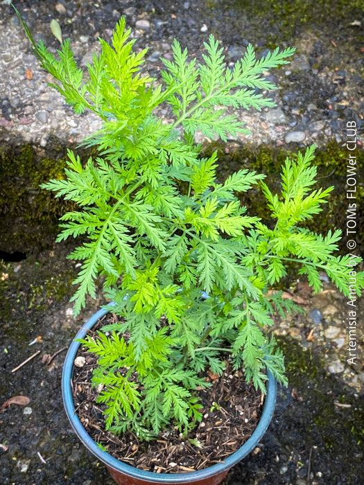 Leaf detail of Artemisia annua grown naturally at TOMs FLOWer CLUB