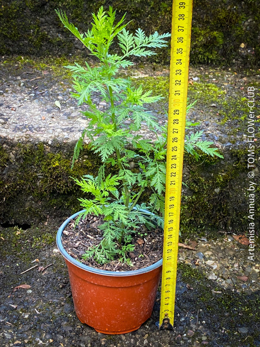 Sweet Wormwood Artemisia annua cultivated organically for botanical collections