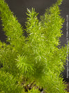 Asparagus Densiflorus Mazeppa - Foxtail Fern, organically grown tropical plants for sale at TOMs FLOWer CLUB.
