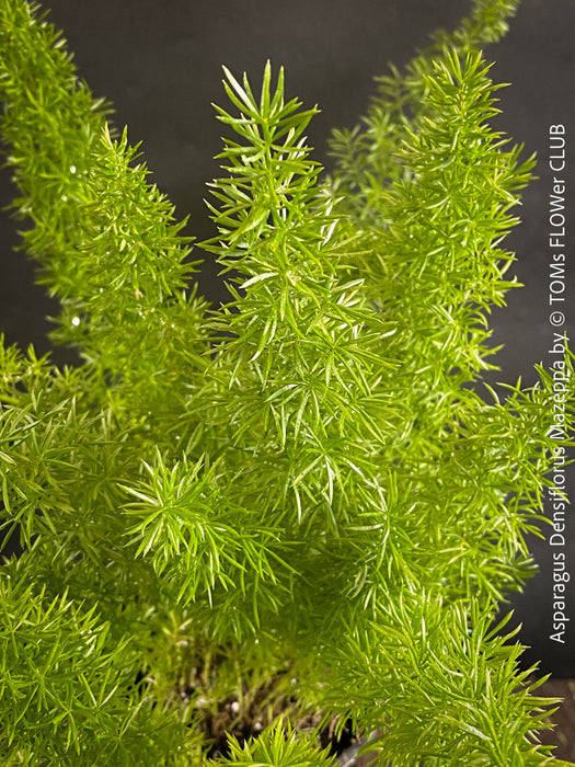 Asparagus Densiflorus Mazeppa - Foxtail Fern, organically grown tropical plants for sale at TOMs FLOWer CLUB.