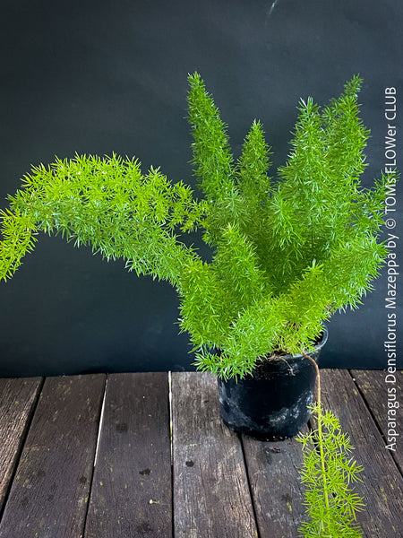 Asparagus Densiflorus Mazeppa - Foxtail Fern, organically grown tropical plants for sale at TOMs FLOWer CLUB.