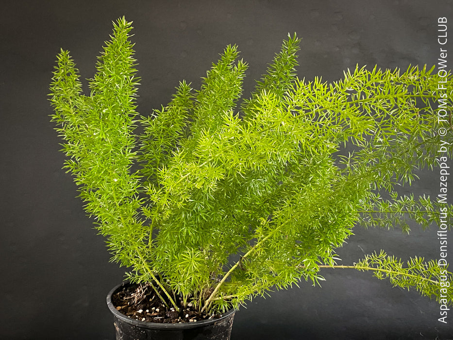 Asparagus Densiflorus Mazeppa - Foxtail Fern, organically grown tropical plants for sale at TOMs FLOWer CLUB.