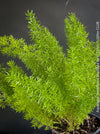 Asparagus Densiflorus Mazeppa - Foxtail Fern, organically grown tropical plants for sale at TOMs FLOWer CLUB.
