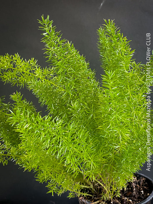 Asparagus Densiflorus Mazeppa - Foxtail Fern, organically grown tropical plants for sale at TOMs FLOWer CLUB.