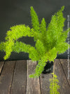 Asparagus Densiflorus Mazeppa - Foxtail Fern, organically grown tropical plants for sale at TOMs FLOWer CLUB.