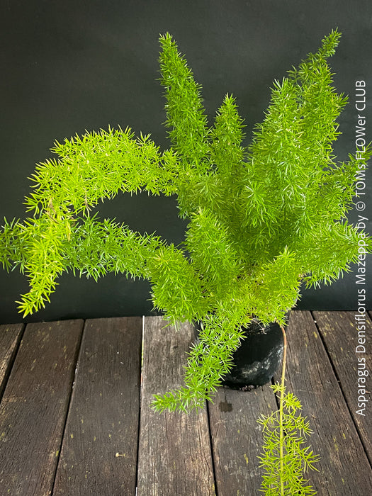 Asparagus Densiflorus Mazeppa - Foxtail Fern, organically grown tropical plants for sale at TOMs FLOWer CLUB.
