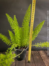 Asparagus Densiflorus Mazeppa - Foxtail Fern, organically grown tropical plants for sale at TOMs FLOWer CLUB.