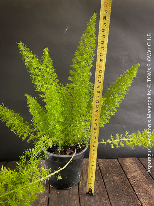 Asparagus Densiflorus Mazeppa - Foxtail Fern, organically grown tropical plants for sale at TOMs FLOWer CLUB.