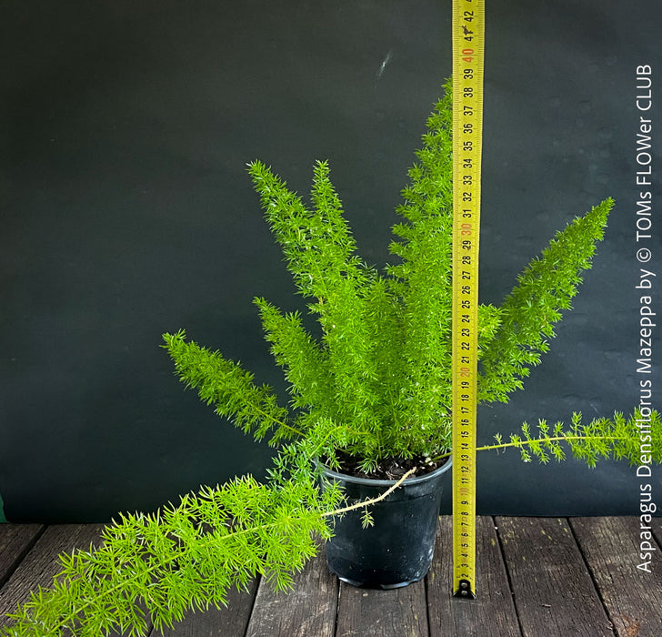 Asparagus Densiflorus Mazeppa - Foxtail Fern, organically grown tropical plants for sale at TOMs FLOWer CLUB.