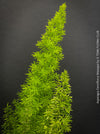 Asparagus Densiflorus Mazeppa - Foxtail Fern, organically grown tropical plants for sale at TOMs FLOWer CLUB.