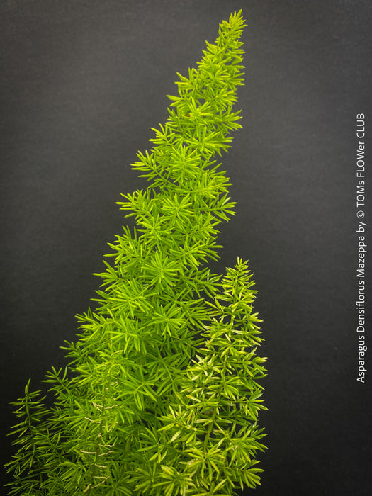 Asparagus Densiflorus Mazeppa - Foxtail Fern, organically grown tropical plants for sale at TOMs FLOWer CLUB.