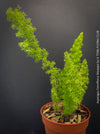 Asparagus Densiflorus Mazeppa - Foxtail Fern, organically grown tropical plants for sale at TOMs FLOWer CLUB.