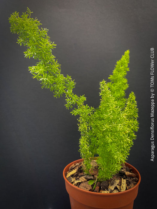 Asparagus Densiflorus Mazeppa - Foxtail Fern, organically grown tropical plants for sale at TOMs FLOWer CLUB.
