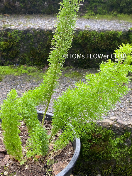 Asparagus Densiflorus Mazeppa - Foxtail Fern, organically grown tropical plants for sale at TOMs FLOWer CLUB.