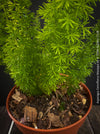 Asparagus Densiflorus Mazeppa - Foxtail Fern, organically grown tropical plants for sale at TOMs FLOWer CLUB.