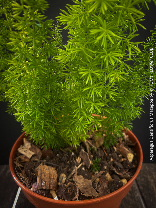 Asparagus Densiflorus Mazeppa - Foxtail Fern, organically grown tropical plants for sale at TOMs FLOWer CLUB.