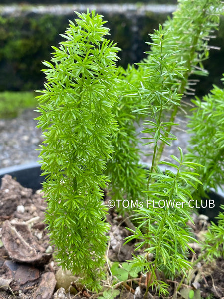 Asparagus Densiflorus Mazeppa - Foxtail Fern, organically grown tropical plants for sale at TOMs FLOWer CLUB.