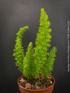 Asparagus Densiflorus Mazeppa - Foxtail Fern, organically grown tropical plants for sale at TOMs FLOWer CLUB.