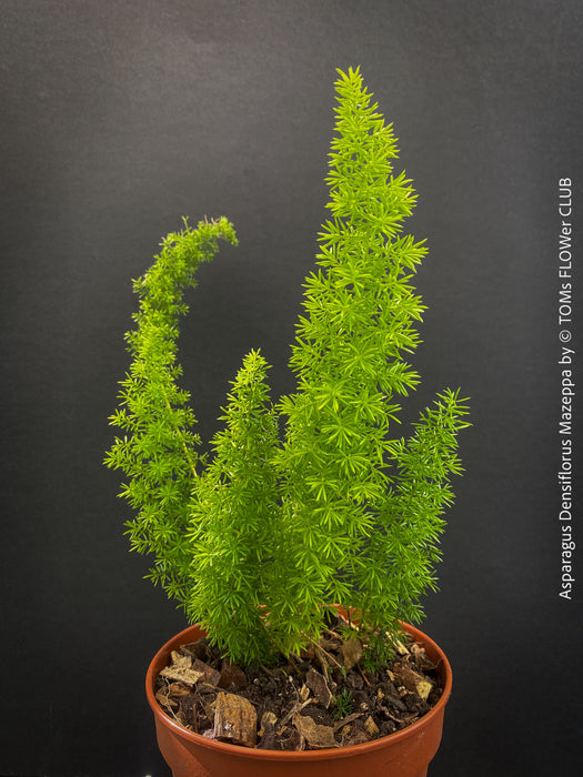 Asparagus Densiflorus Mazeppa - Foxtail Fern, organically grown tropical plants for sale at TOMs FLOWer CLUB.