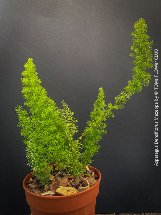 Asparagus Densiflorus Mazeppa - Foxtail Fern, organically grown tropical plants for sale at TOMs FLOWer CLUB.