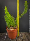 Asparagus Densiflorus Mazeppa - Foxtail Fern, organically grown tropical plants for sale at TOMs FLOWer CLUB.
