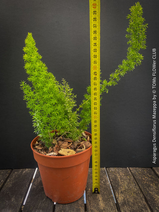 Asparagus Densiflorus Mazeppa - Foxtail Fern, organically grown tropical plants for sale at TOMs FLOWer CLUB.