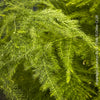 Asparagus setaceus with delicate lace-like foliage cultivated by TOMs FLOWer CLUB