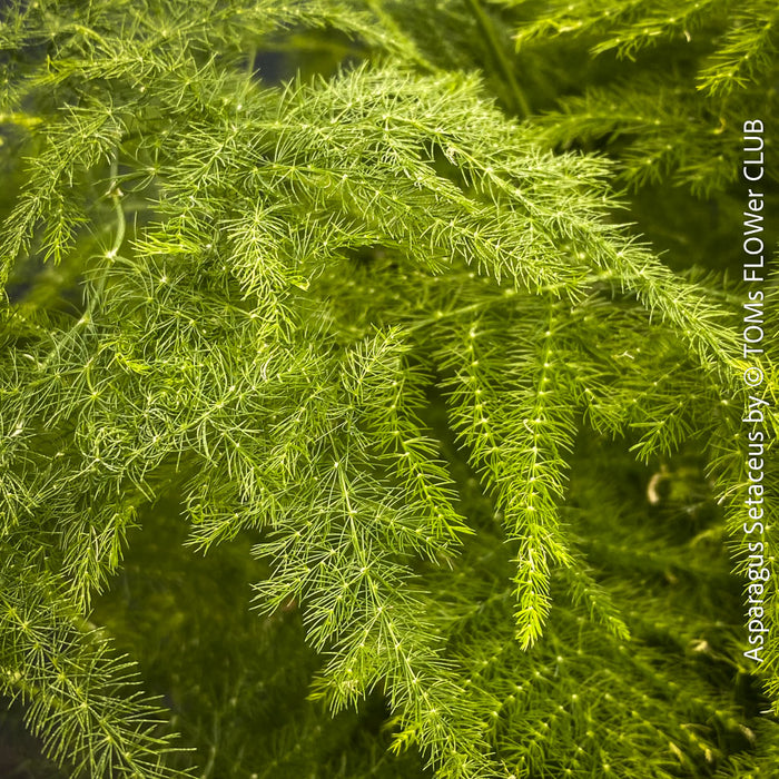 Asparagus setaceus with delicate lace-like foliage cultivated by TOMs FLOWer CLUB