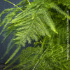 Asparagus setaceus with delicate lace-like foliage cultivated by TOMs FLOWer CLUB