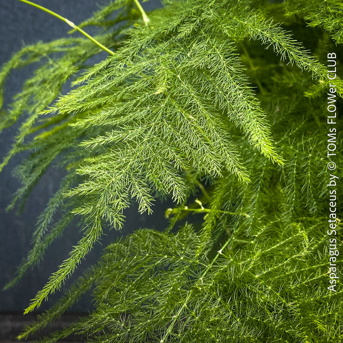 Asparagus setaceus with delicate lace-like foliage cultivated by TOMs FLOWer CLUB