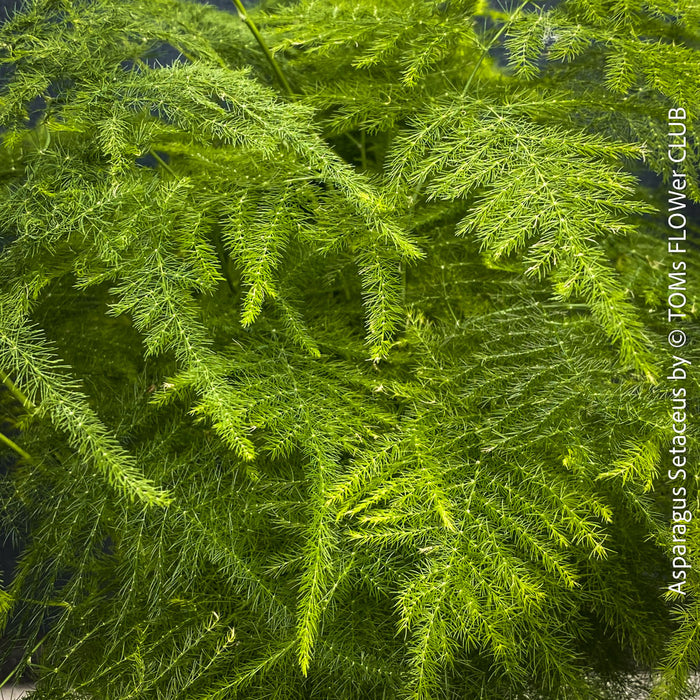 Asparagus setaceus with delicate lace-like foliage cultivated by TOMs FLOWer CLUB