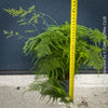 Asparagus setaceus with delicate lace-like foliage cultivated by TOMs FLOWer CLUB