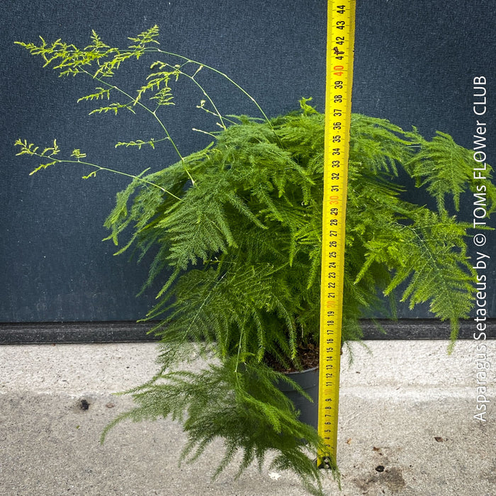 Asparagus setaceus with delicate lace-like foliage cultivated by TOMs FLOWer CLUB