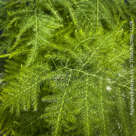 Leaf detail of Asparagus setaceus with delicate lace-like foliage cultivated by TOMs FLOWer CLUB