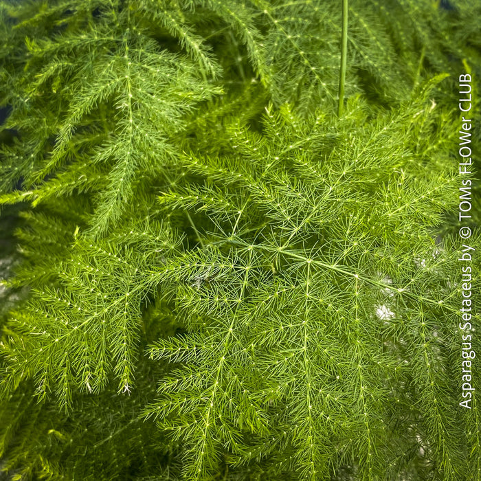 Leaf detail of Asparagus setaceus with delicate lace-like foliage cultivated by TOMs FLOWer CLUB