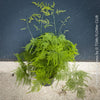 Mature plant of Asparagus setaceus with delicate lace-like foliage cultivated by TOMs FLOWer CLUB