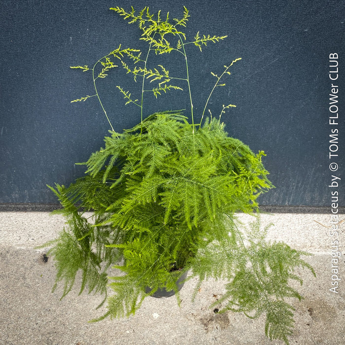 Mature plant of Asparagus setaceus with delicate lace-like foliage cultivated by TOMs FLOWer CLUB