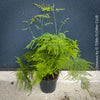 Asparagus setaceus with delicate lace-like foliage cultivated by TOMs FLOWer CLUB