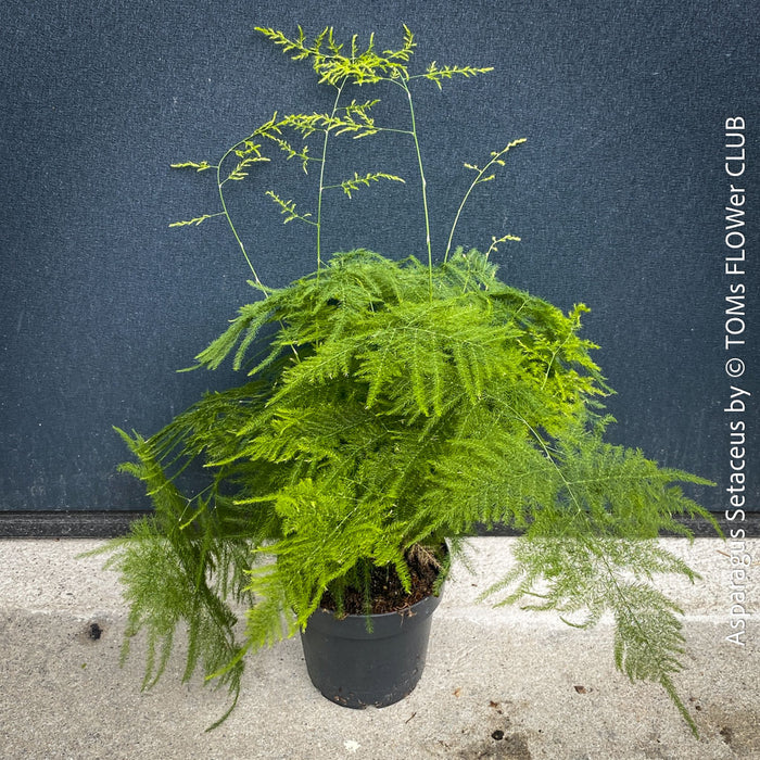 Asparagus setaceus with delicate lace-like foliage cultivated by TOMs FLOWer CLUB